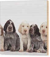 Spinone Puppy Dogs Wood Print