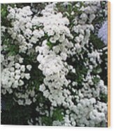 Spirea Bridal Veil Wood Print