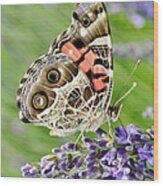 Spotted Butterfly Wood Print