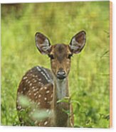 Spotted Deer Wood Print