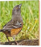 Spotted Towhee Looking Up Wood Print