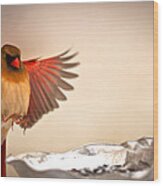 Spread Wing Landing Cardinal Wood Print
