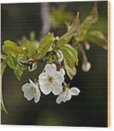 Spring Blossom Wood Print