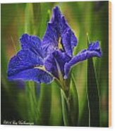 Spring Blue Iris Wood Print