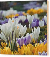 Spring Crocus Wood Print