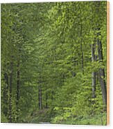 Spring European Beech Forest Lower Wood Print