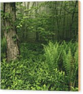 Spring Ferns Of The Blue Ridge 1 Wood Print