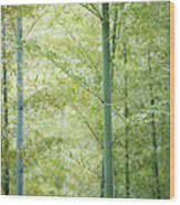 Spring In Bamboo Forest Wood Print