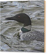 Spring Loon Wood Print