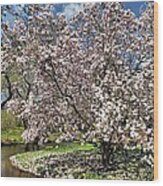 Spring Magnolia Wood Print