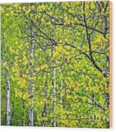 Spring Oaks In Acadia Wood Print