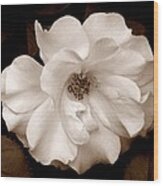'spring Rose' Wood Print