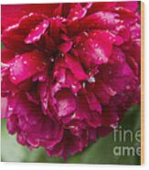 Spring Shower Peony Wood Print