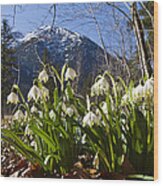 Spring Snowflake Flowers Bavaria Wood Print