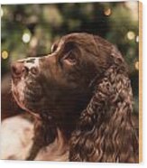 Springer Spaniel Wood Print