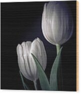 Springtime White Tulips Wood Print