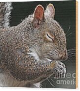 Squirrel Giving Thanks Wood Print