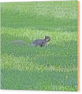 Squirrel In Grass Wood Print