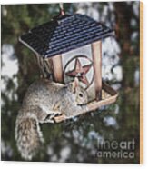 Squirrel On Bird Feeder Wood Print