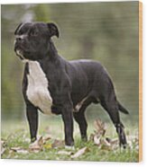 Staffordshire Bull Terrier Wood Print