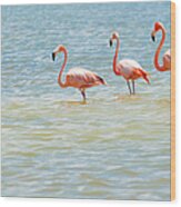 Standing Flamingo Trio | Rio Lagartos Wood Print