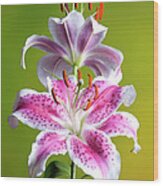 Star Gazer Lily Wood Print