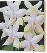Star Shaped Orchids Wood Print