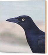 Stare Of The Male Grackle Wood Print