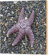 Starfish 2 Waiting For The Tide Square Format Wood Print