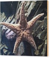 Starfish #ripleys Wood Print