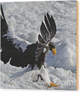 Stellars Sea Eagle Wood Print