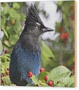 Steller's Jay And Red Berries Wood Print