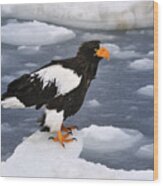 Stellers Sea Eagle On Ice Hokkaido Japan Wood Print