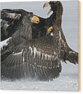 Stellers Sea Eagles Fighting Wood Print
