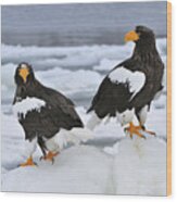 Stellers Sea Eagles Hokkaido Japan Wood Print