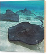 Stingrays Wood Print