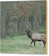 Struttin His Stuff Wood Print