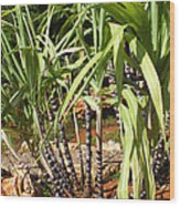 Sugarcane Plants Wood Print