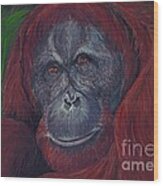 Sumatran Orangutan Wood Print