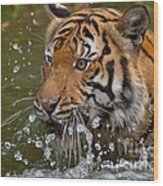 Sumatran Tiger Splashing In The Water Wood Print
