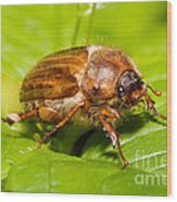Summer Chafer Beetle Wood Print