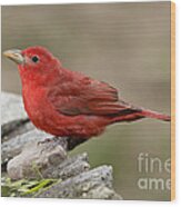 Summer Tanager Wood Print
