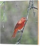 Summer Tanager Wood Print