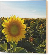 Sun And Sunflower 2 Wood Print