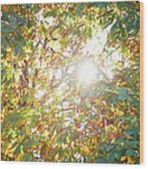 Sun Burst Through Autumn Leaves Wood Print