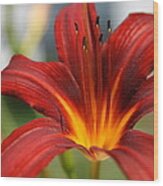 Sunburst Lily Wood Print