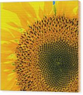 Sunflower Wood Print