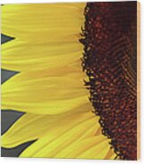 Sunflower Beauty Wood Print