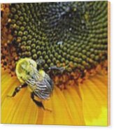 Sunflower Bee Wood Print