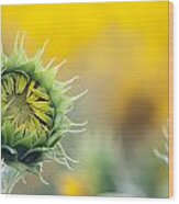 Sunflower Bloom Wood Print